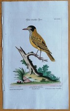 Seligmann copperplate birds - seligmann,