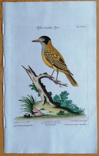 Seligmann copperplate birds - copperplate,
