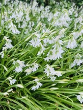 Three cornered leek - cornered, bulbs