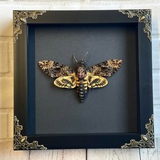 Greater Death's Head Hawk Moth (Acherontia lachesis) Baroque Box Display Frame