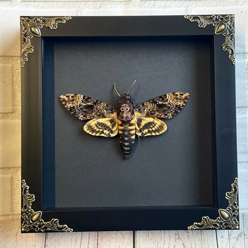 Greater death head - head, moth