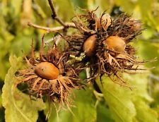 Turkish Hazel Tree CORYLUS COLURNA, Hazelnut, edible, fruit tree plant, 30-40cm