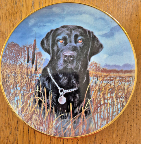 Labrador dogs collectors - labrador,