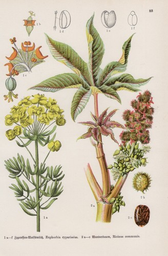 Cypress spurge wonder - cypress,