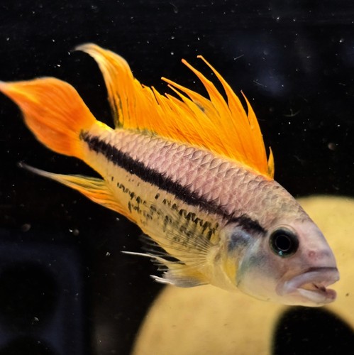 Apistogramma cacatuoides
