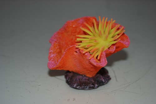 Aquarium coral yellow - aquarium, +