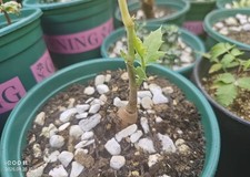 Rare  Cyphostemma segmentatum WYSIWYG SeedingGrowth