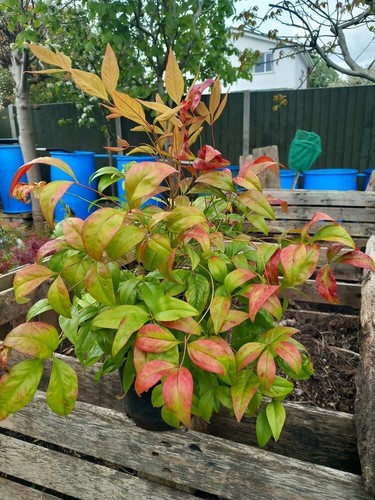 Evergreen nandina domestica - nandina,