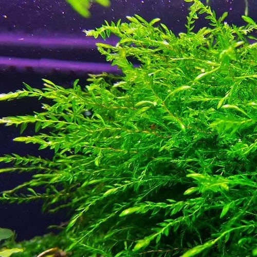 Willow moss live - willow,
