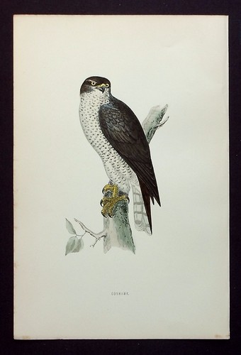 Goshawk original antique bird - original,