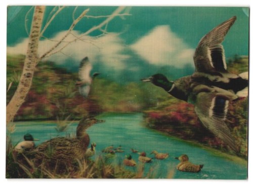 Postcard ducks at - at, the