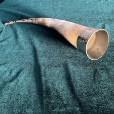 Cow drinking Horn