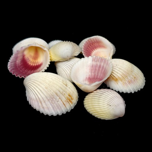 Cream pink cockles craft - cockles,