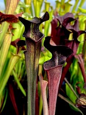 Sarracenia Alata Black Tube