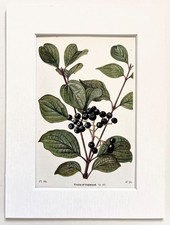 Dogwood Tree Berries - Mounted Antique Botanical Print Lithograph