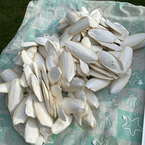 Cuttle fish bone large - bone,