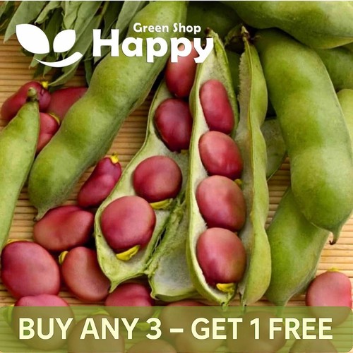 Vegetable seed pink brown - vegetable,