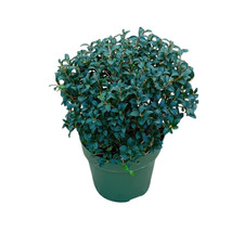 Osmanthus x burkwoodii ball 40cm diameter