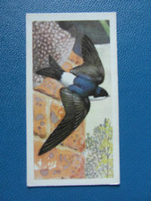 Brooke Bond original 1957 tea-card "Bird Portraits", No.20 "House Martin".