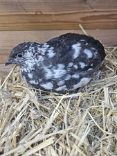 6 Very Rare Quail Eggs... PRE ORDERS Only ... Ship In December. Progressive PIED