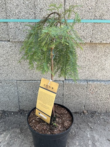 Dawn redwood miss - 'miss, grace'