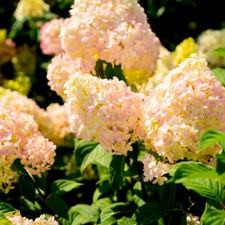 Hydrangea Paniculata Pink Lady