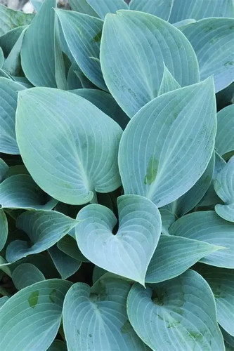 Hosta halcyon deluxe - hosta, 3lt