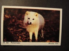 DANDY GUM WILD ANIMALS DANISH