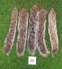 5 x Genuine Grey Squirrel