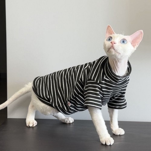 Sphynx hairless cat - cat, winter