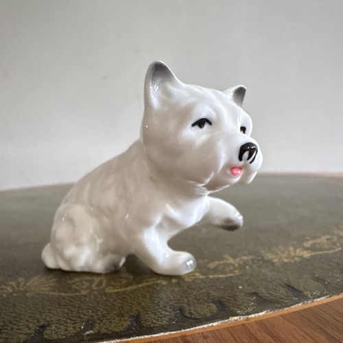 Small white westie dog - westie,