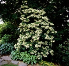 50 CLIMBING HYDRANGEA Anomala