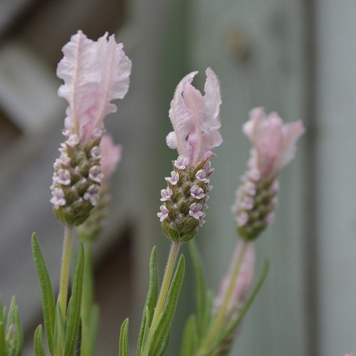 Lavender fairywings plug