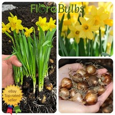 Daffodil bulbs 100 Tete a Tete narcissus flowering bulbs garden plants