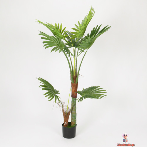 Dwarf fan palm - fan,