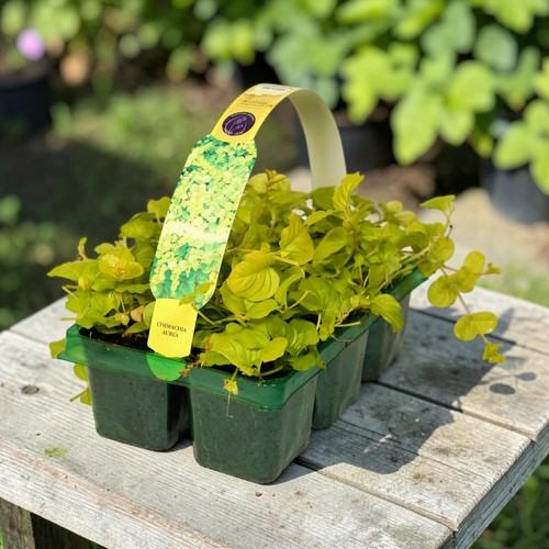 Lysimachia creeping jenny - jenny, 6