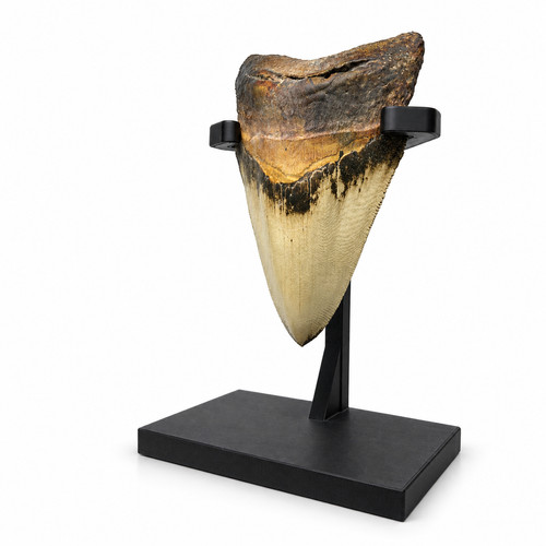 Megalodon tooth - megalodon, –