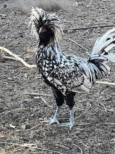 Silver laced polish hatching - silver,