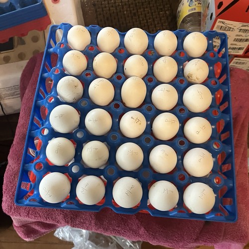 Npip tested polish - npip, hatching