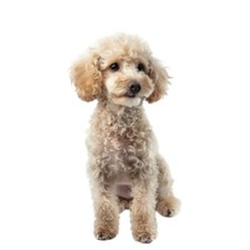 Miniature Poodle Dog Pet