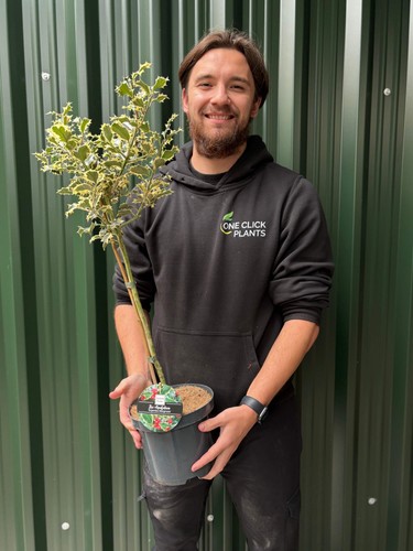 Standard holly tree ilex - holly,