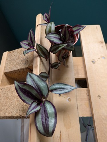 Tradescantia zebrina cm - tradescantia, 25
