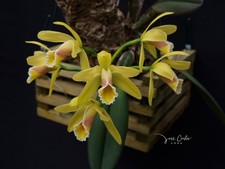 Cattleya luteola Species