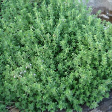 Thyme citriodorus Lemon herb Plant Flowers Loved by Bees Ground Cover 9cm pot