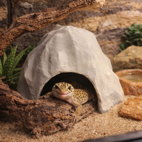 Reptile shelter house - reptile, nest