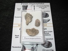 Permian Eryops giant amphibian