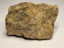 Black Friday Deal! 20% off! Sauropod Fossil Femur/Vertebra. Diplodocus? Ref4001