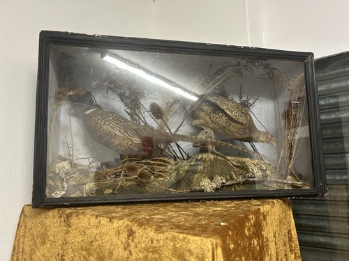 Antique taxidermy brace - taxidermy,