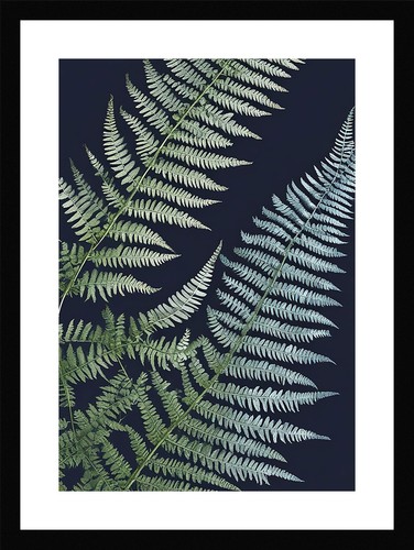 Enchanting fern fronds print - enchanting,