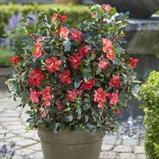 Suttons camellia 1001 - '1001, summer